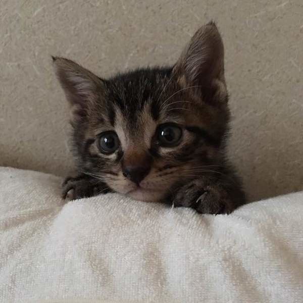 キジトラの小麦くん