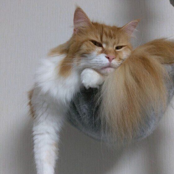 メインクーンのゆい ちゃん