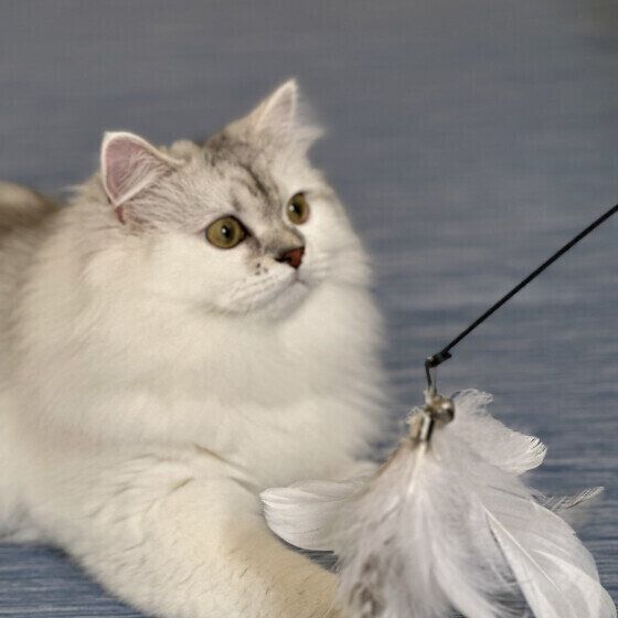 ラガマフィンのここちゃん