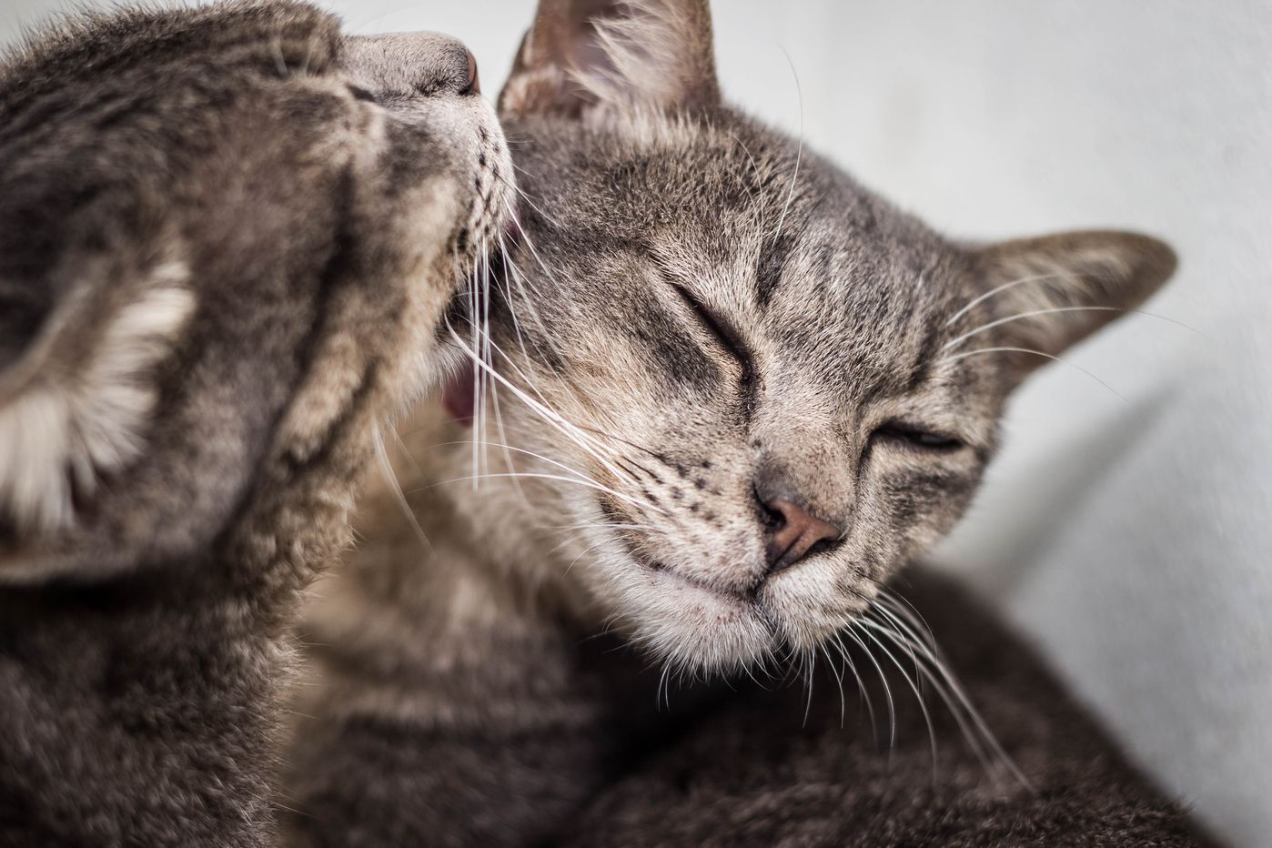 獣医師が教える メス猫の発情期とは 生理と出血した場合の対処法 ねこのきもちweb Magazine