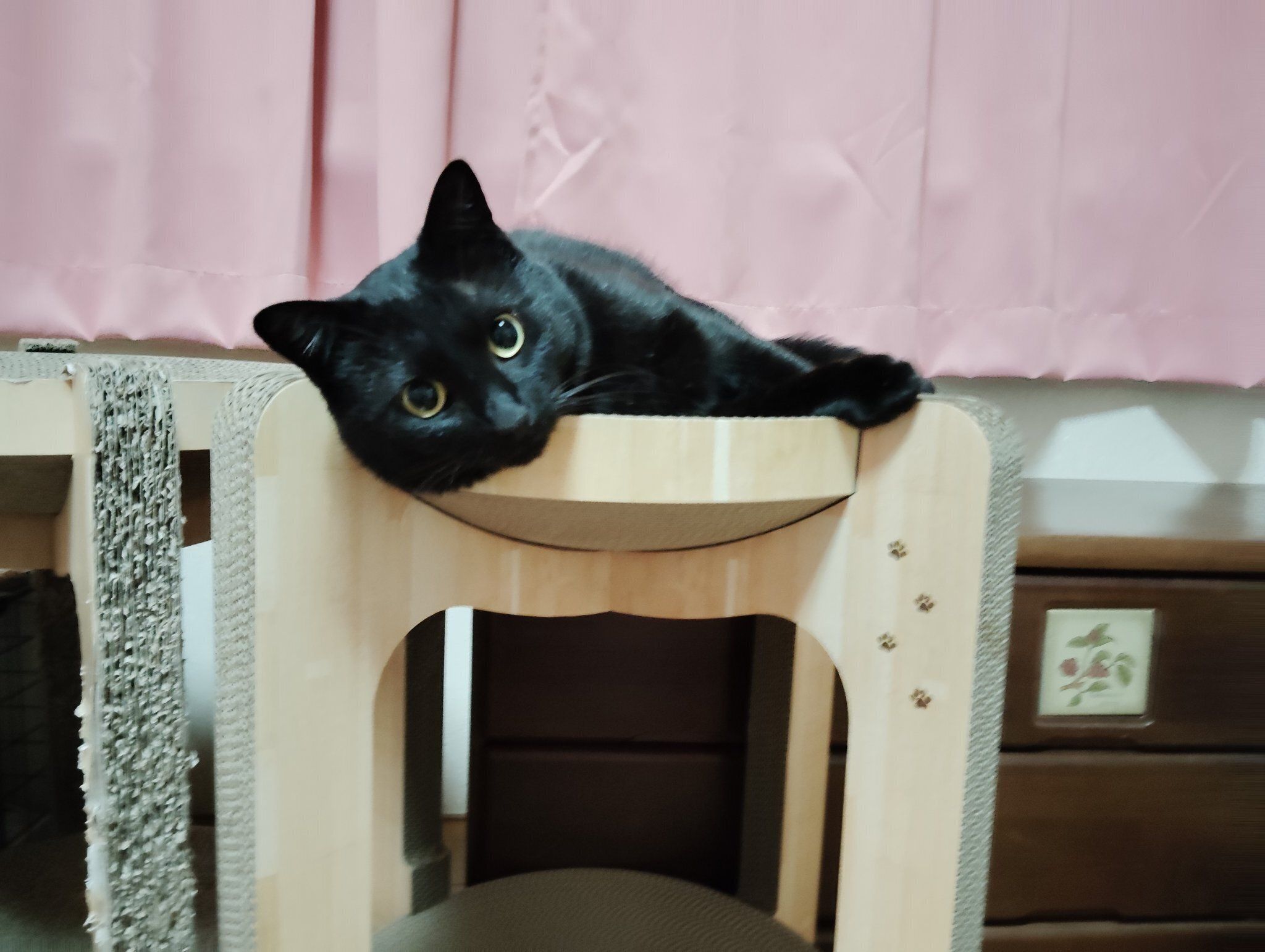 穏やかな表情の猫