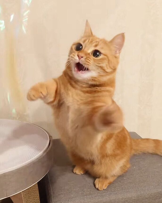 おもちゃで遊ぶマンチカン