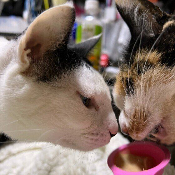 黒白のチョビくんたち