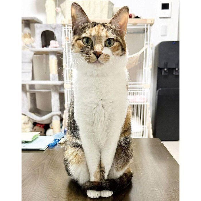 おやつを期待するこはくちゃん