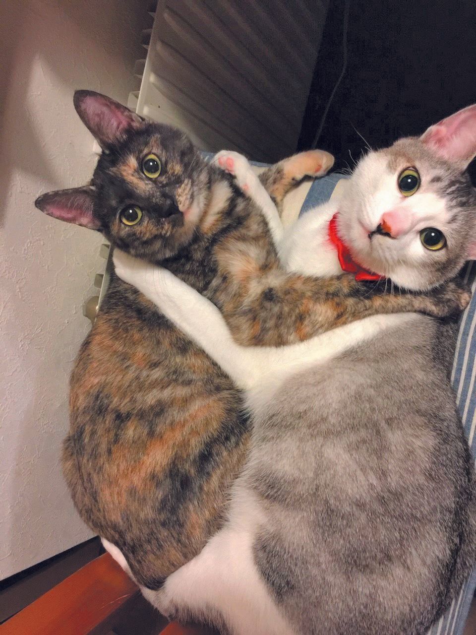 画像／ねこのきもち2019年11月号「保護猫ストーリー」