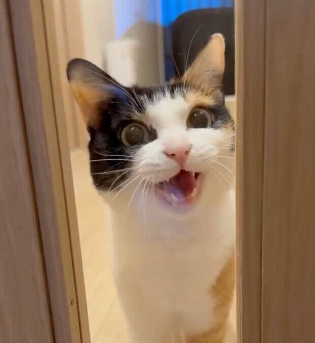 「ムームー」と鳴くなっちゃん。