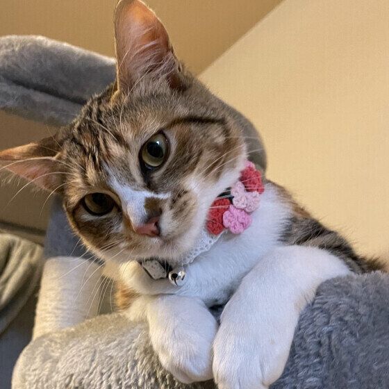 MIXミケのテスタロッサちゃん