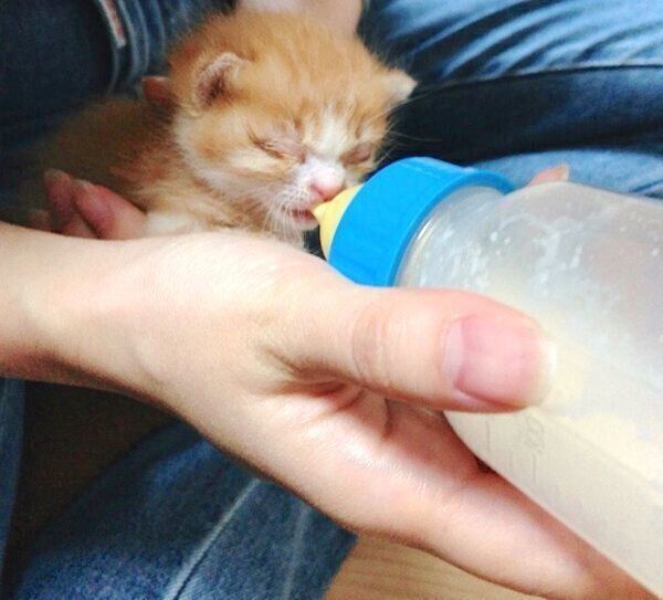 ミルクを飲むいなりくん