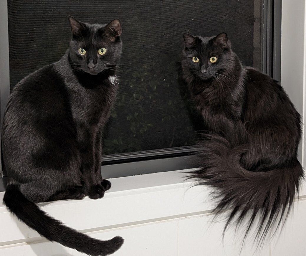 体格としっぽだけ違って顔はそっくりなモアちゃん、ベアくん