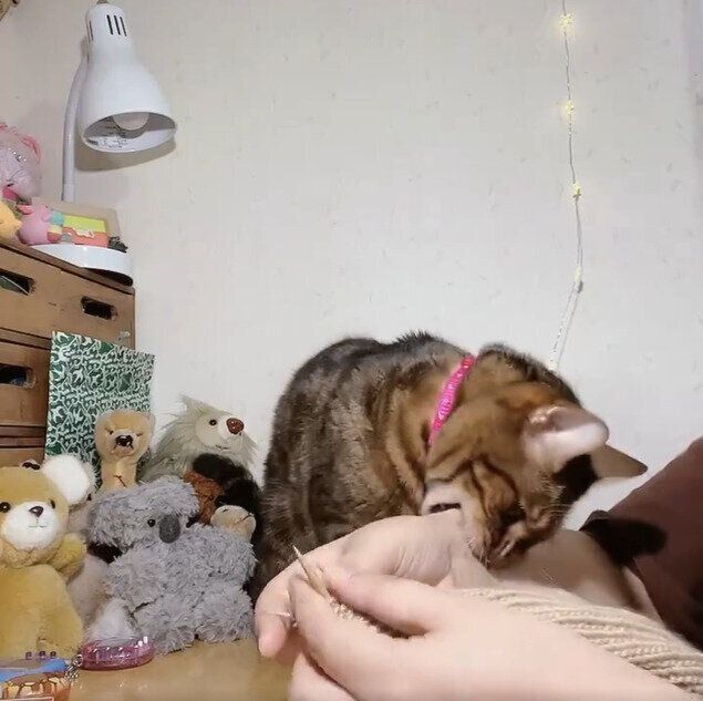 飼い主さんの手をカプッとかじるはなちゃん