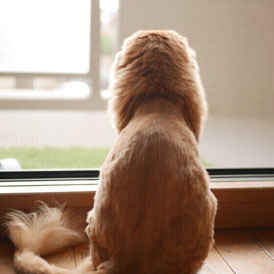 外を見るスコティッシュフォールド