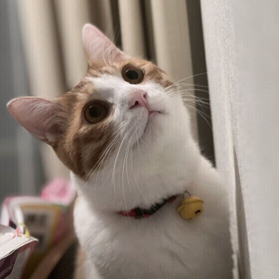 上を見上げる金時くん