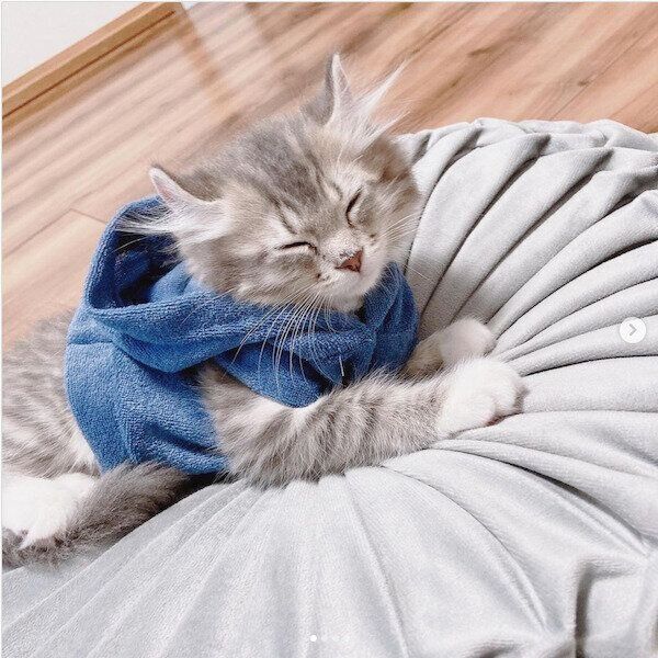 ダイソーの猫商品