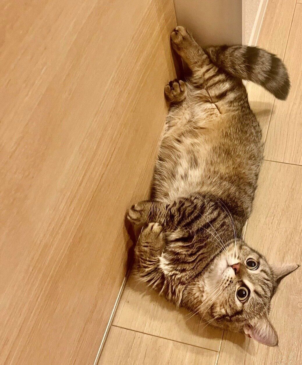 寝転がるうどんくん