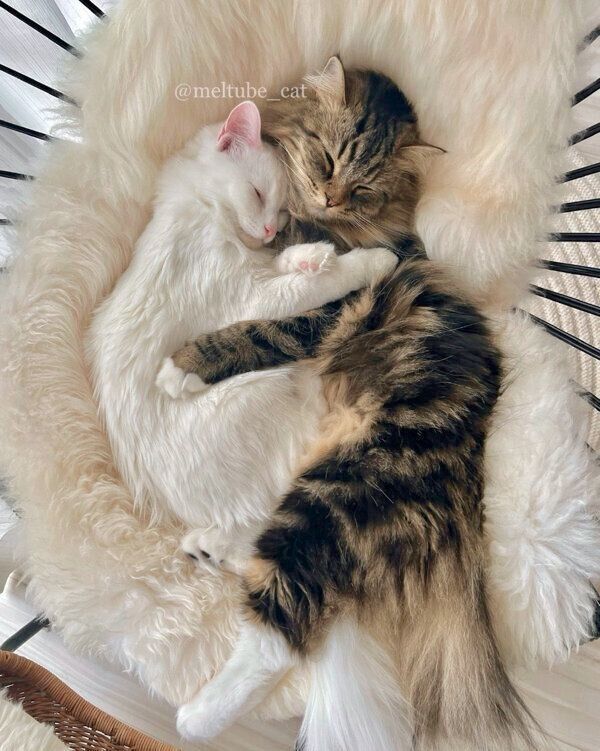 くっついて眠るメルくん、マオくん