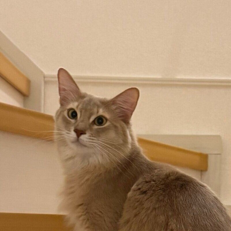 飼い主さんに声をかけられて振り向くテトくん