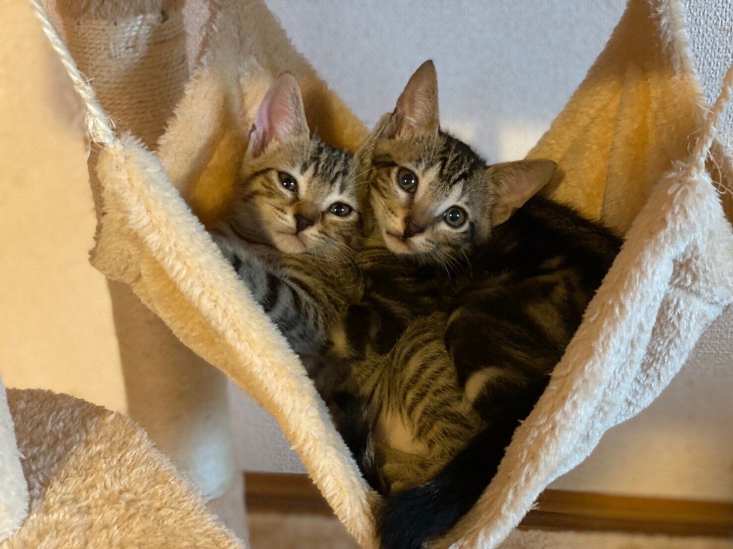 少し大きくなった？　飼い主さん宅に来て1カ月ほど経った頃の2匹の様子