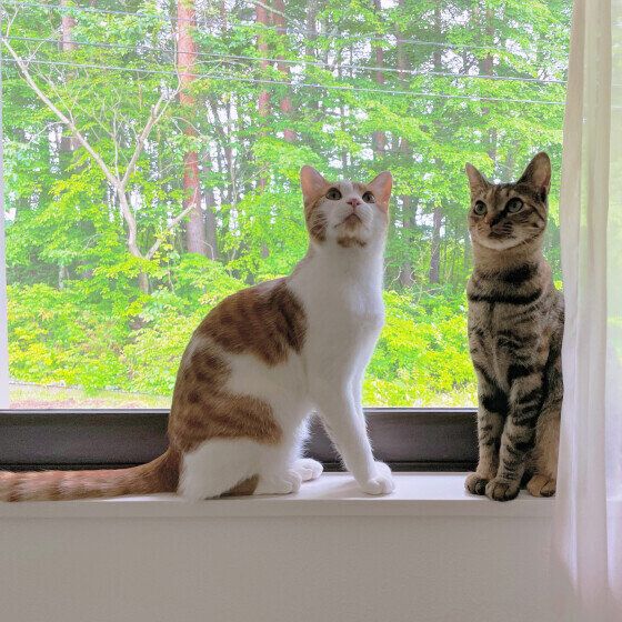 窓辺にいる2匹の猫
