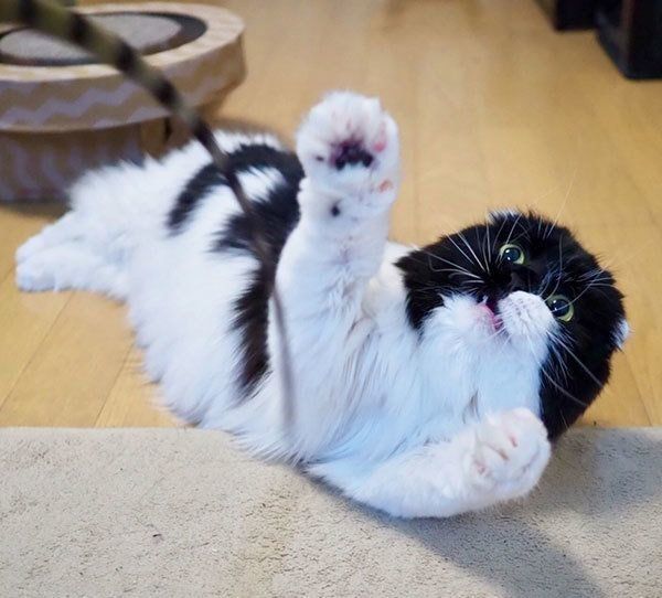 すこんぶちゃん