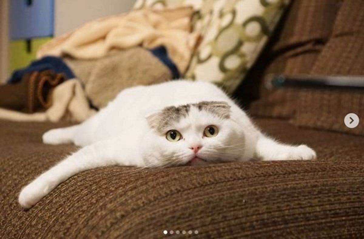 無防備そうな猫だけど 警戒心むき出し オチが最高で大反響 ねこのきもちweb Magazine 無防備そうな猫だけど 警戒心むき出し オチが最高で大反響 ねこのきもちweb Magazine