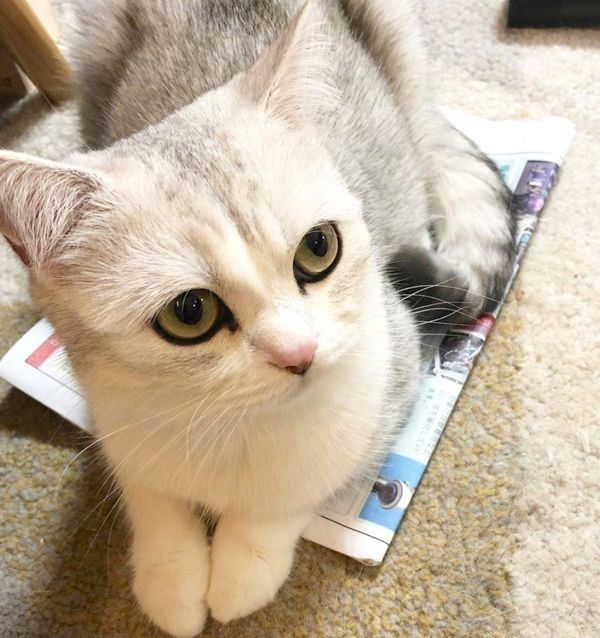 まんまるお目めのスコティッシュフォールド