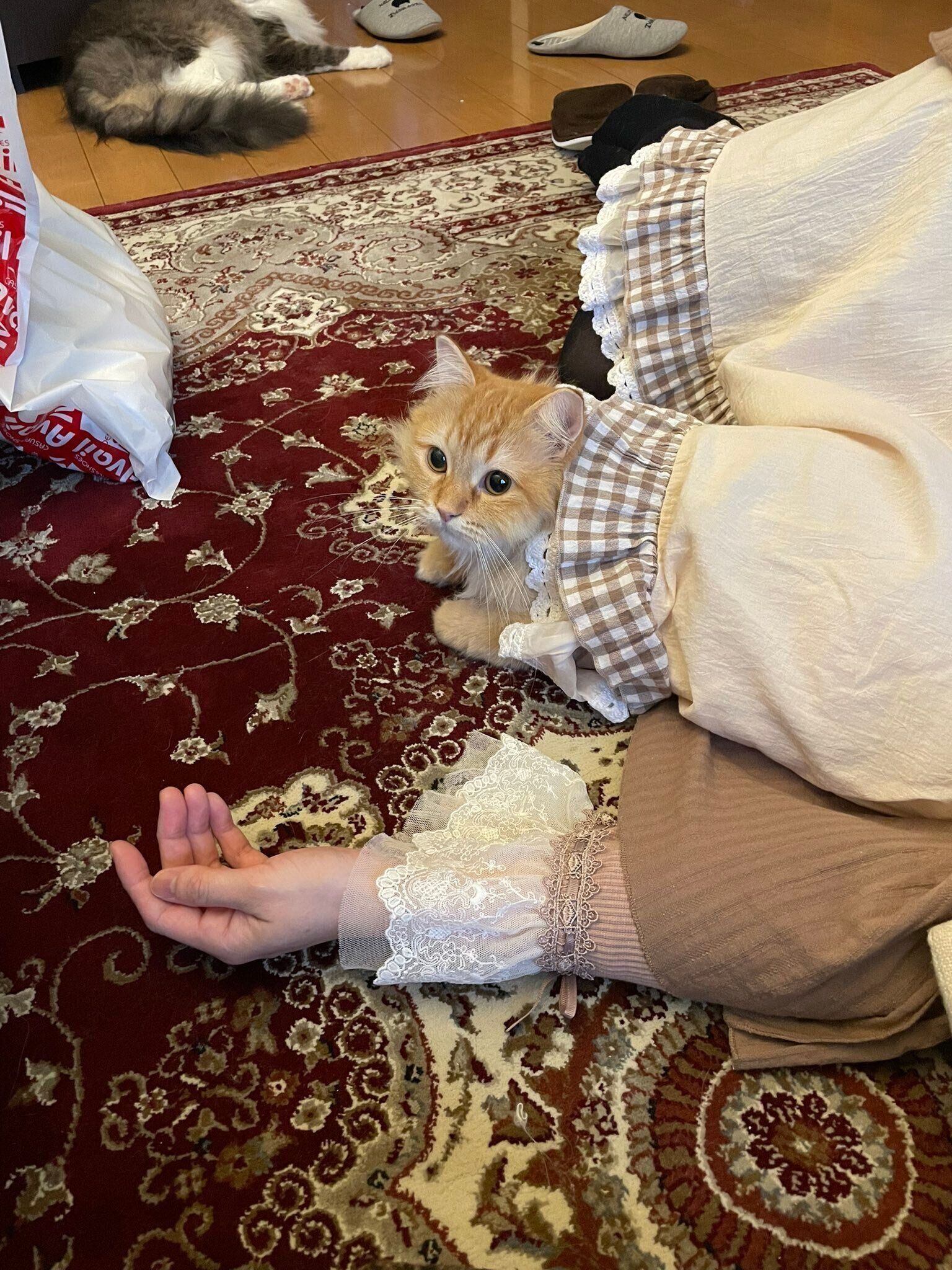 スカートから顔を出すエマちゃん