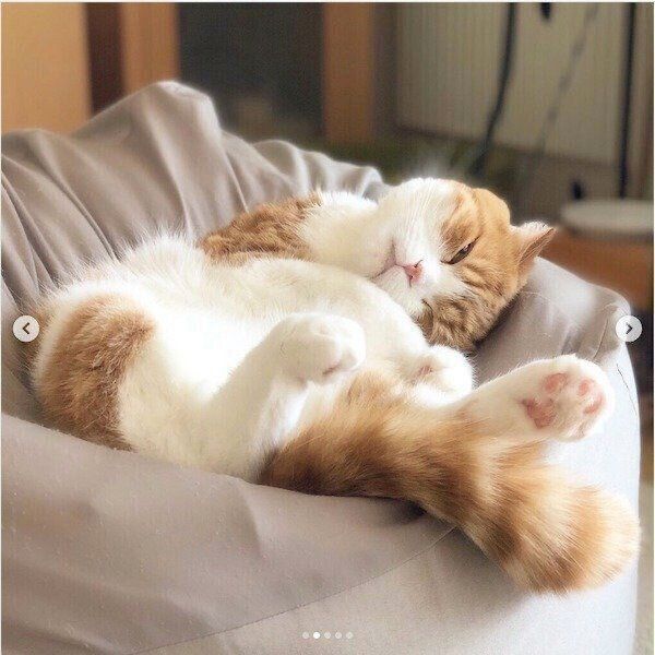 「人をダメにするソファ」で眠るまーるくん