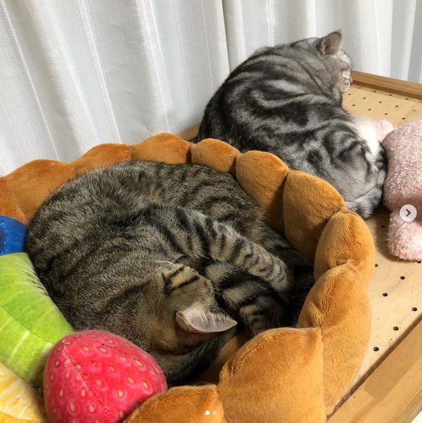 「スイーツにゃんこクッション」で寝る猫