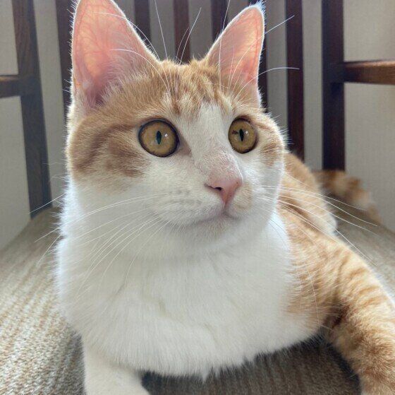 Mix（茶トラ）のたこくん♪