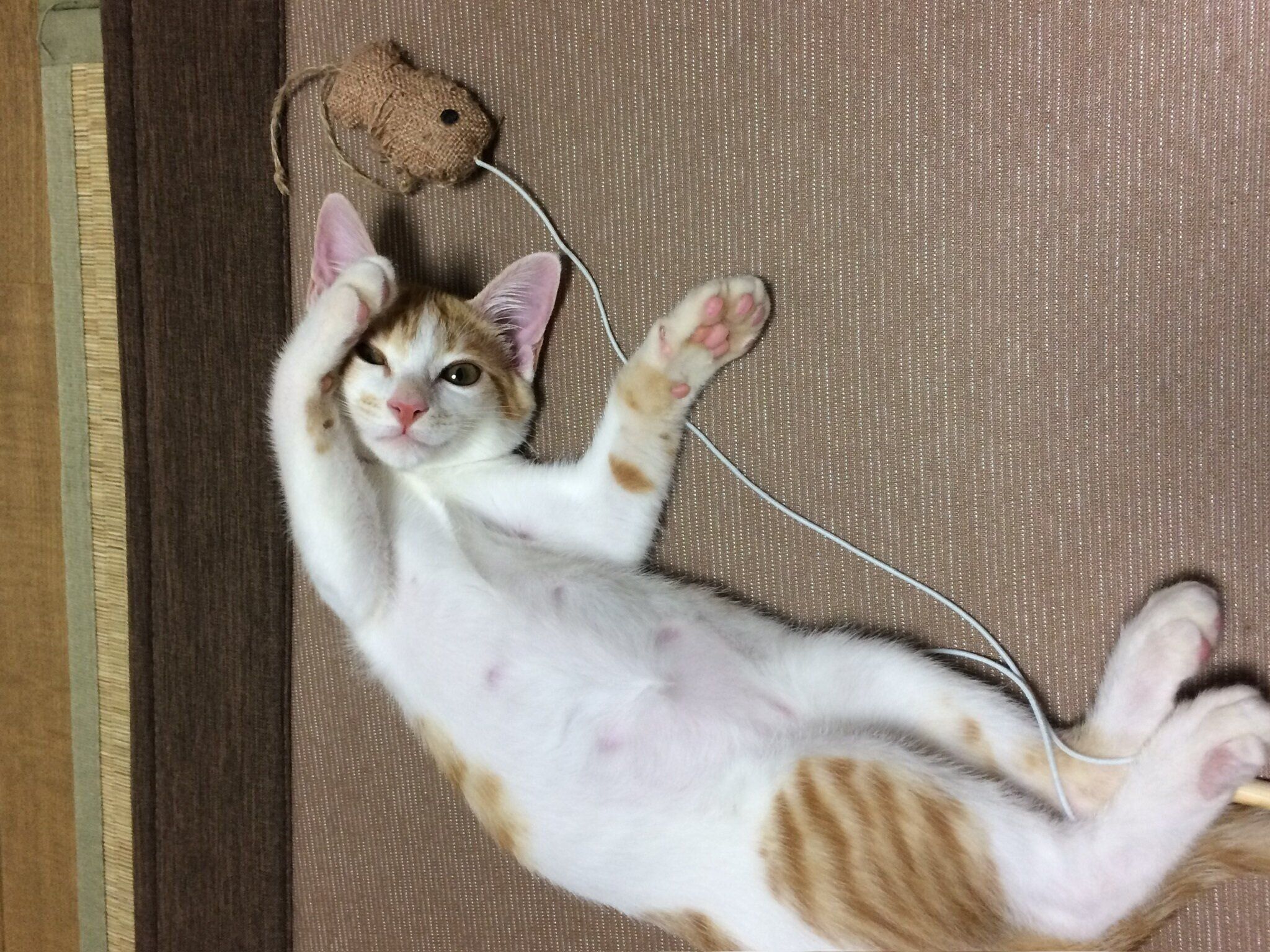 お腹を見せている子猫