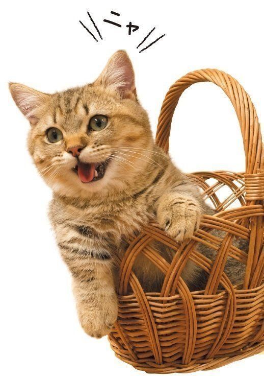 画像／2019年３月号「鳴き声で気持ちはわかります！」