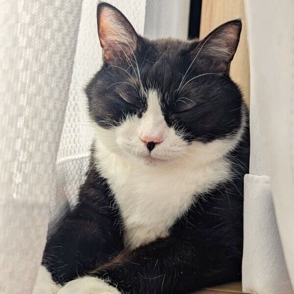 窓際で気持ち良さそうに眠る富士丸くん