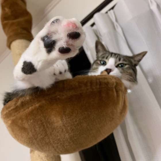 キジトラ猫のうたちゃん