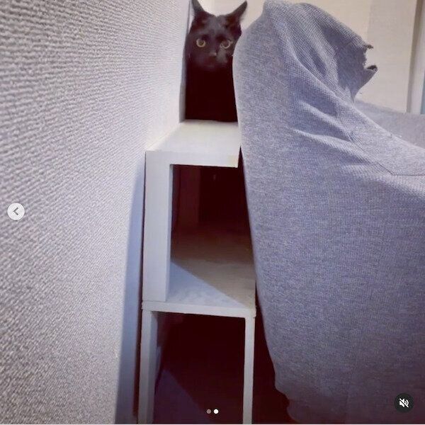 猫のためのDIY作品