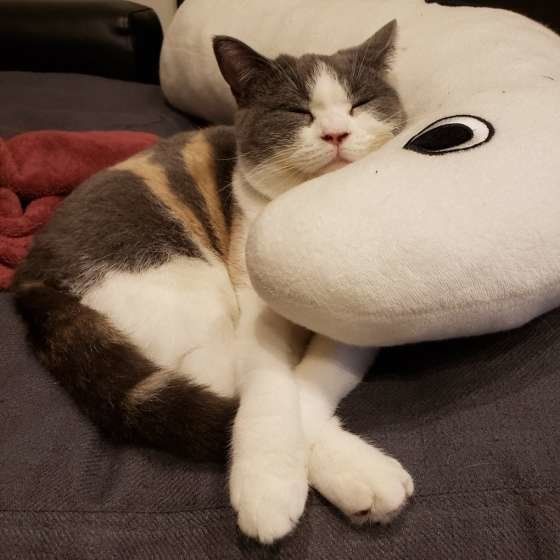 くつろぐブリティッシュショートヘア