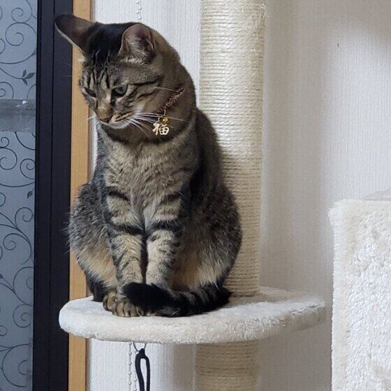 キジトラのあずきちゃん