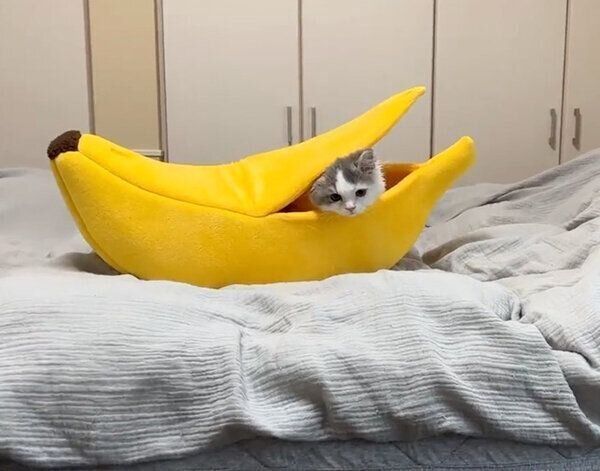 バナナベッドから顔を出すおすしくん