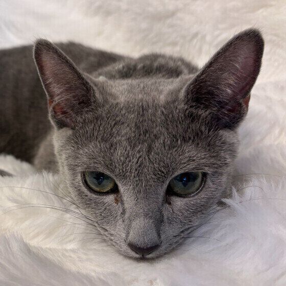 あごをつけて寝そべるロシアンブルー