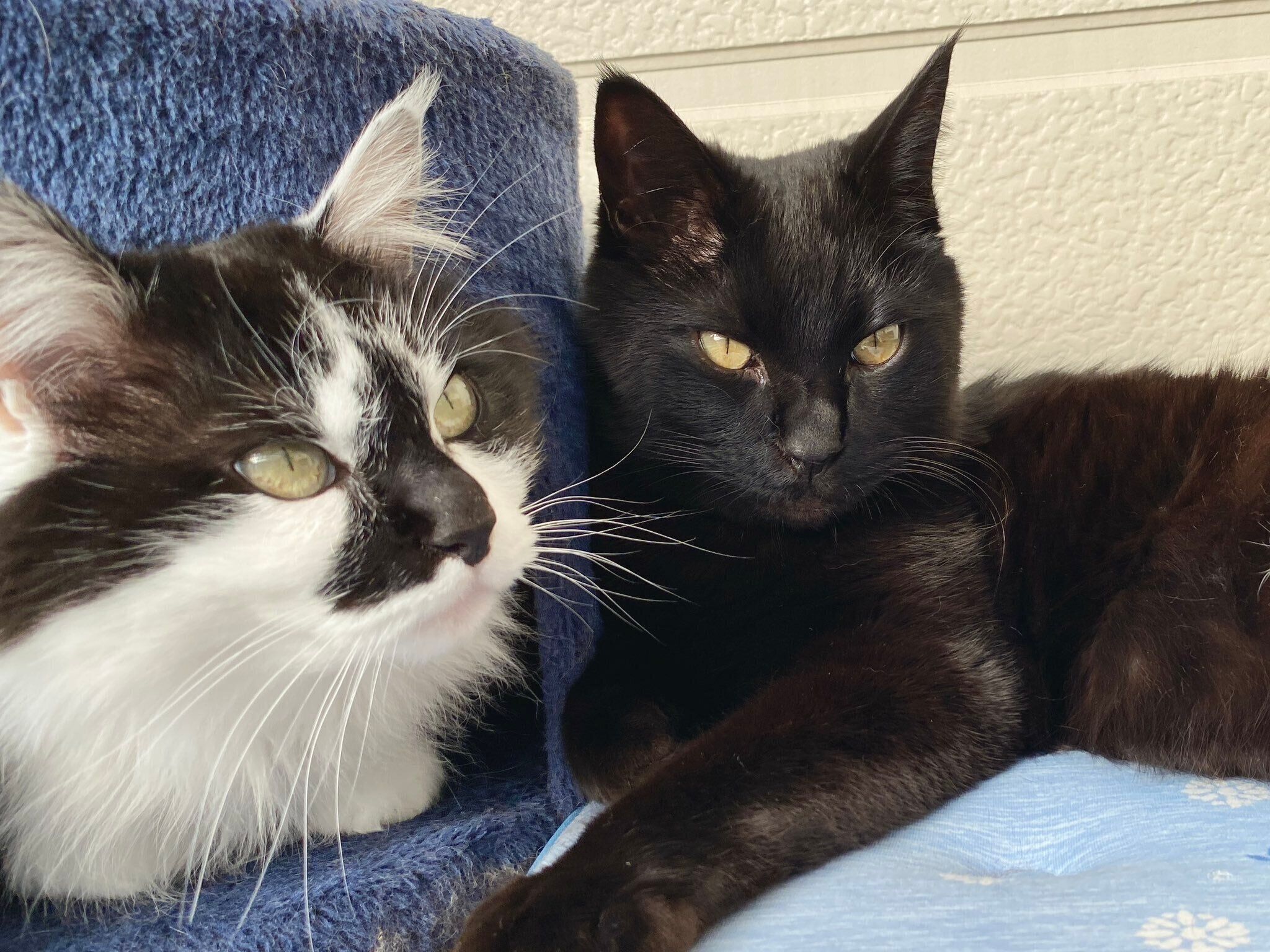 6才になったひとえちゃん、あわせちゃん