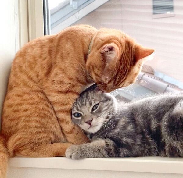 仲良しなヨルくん、サクくん