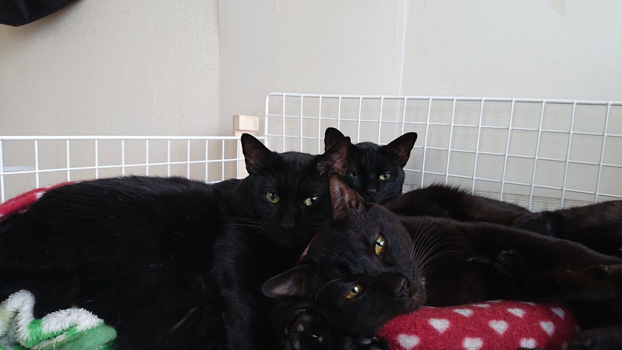 まったりする猫たち