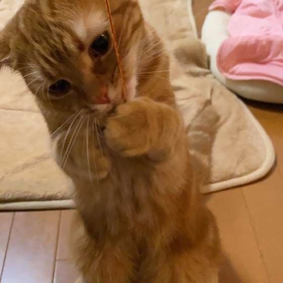 アメリカンショートヘアのももちゃん