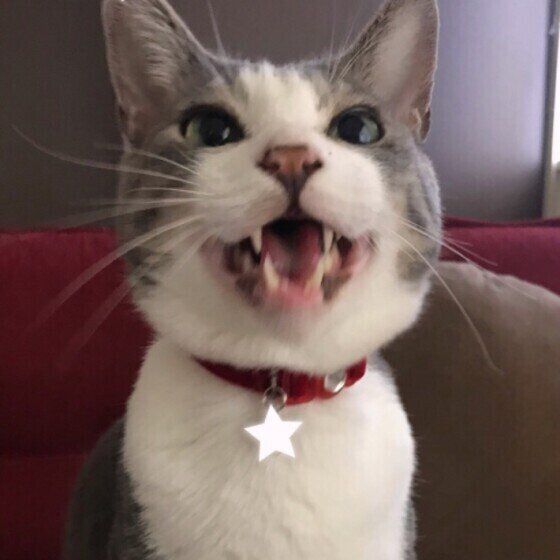 星の首輪をつけたMIXサバトラ