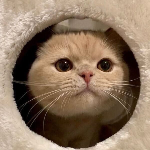 顔を出す茶々丸くん