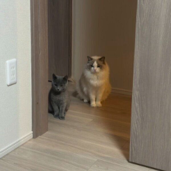 ドアの前で仲良く座るララちゃんとロミオくん