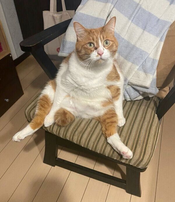 可愛らしいポーズをするむぎくん