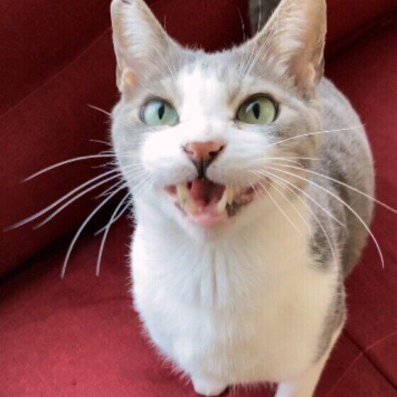 ごはんが欲しいと鳴くMix