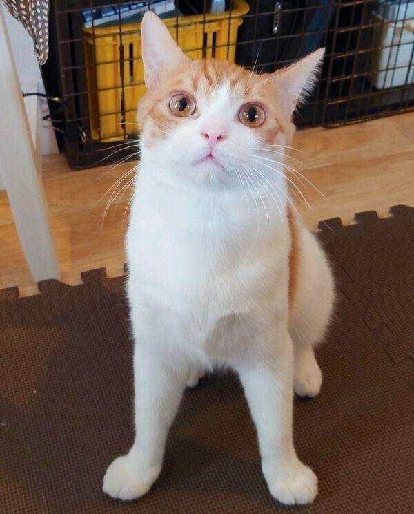 ちゅ〜るがほしいとアピールするおちゃまるさん