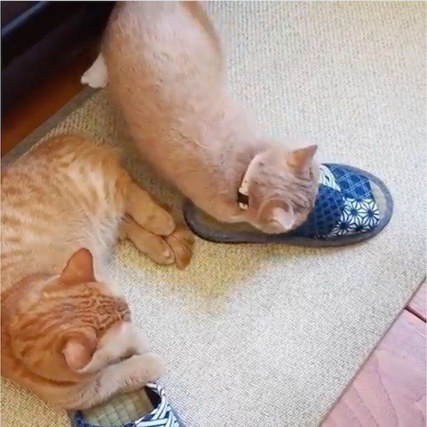 スリッパ講座をするマンチカン