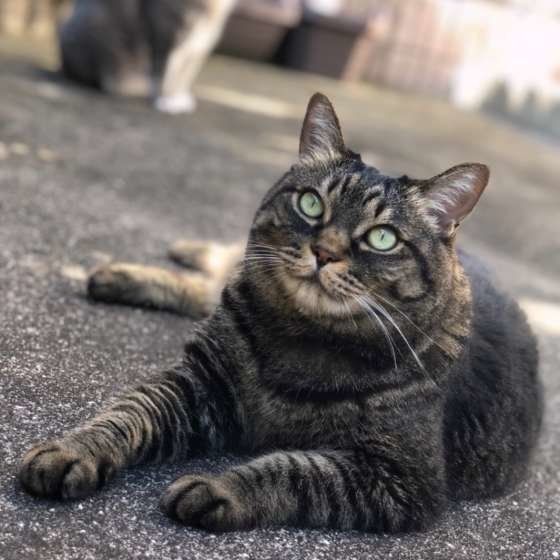 トラウンソンくん MIX　サバトラ